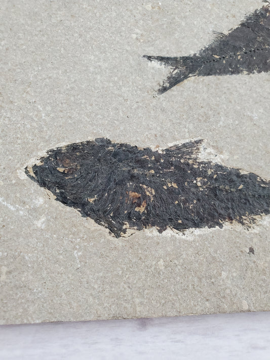 Double Fossilized Fish on Shale Tablet Pisces