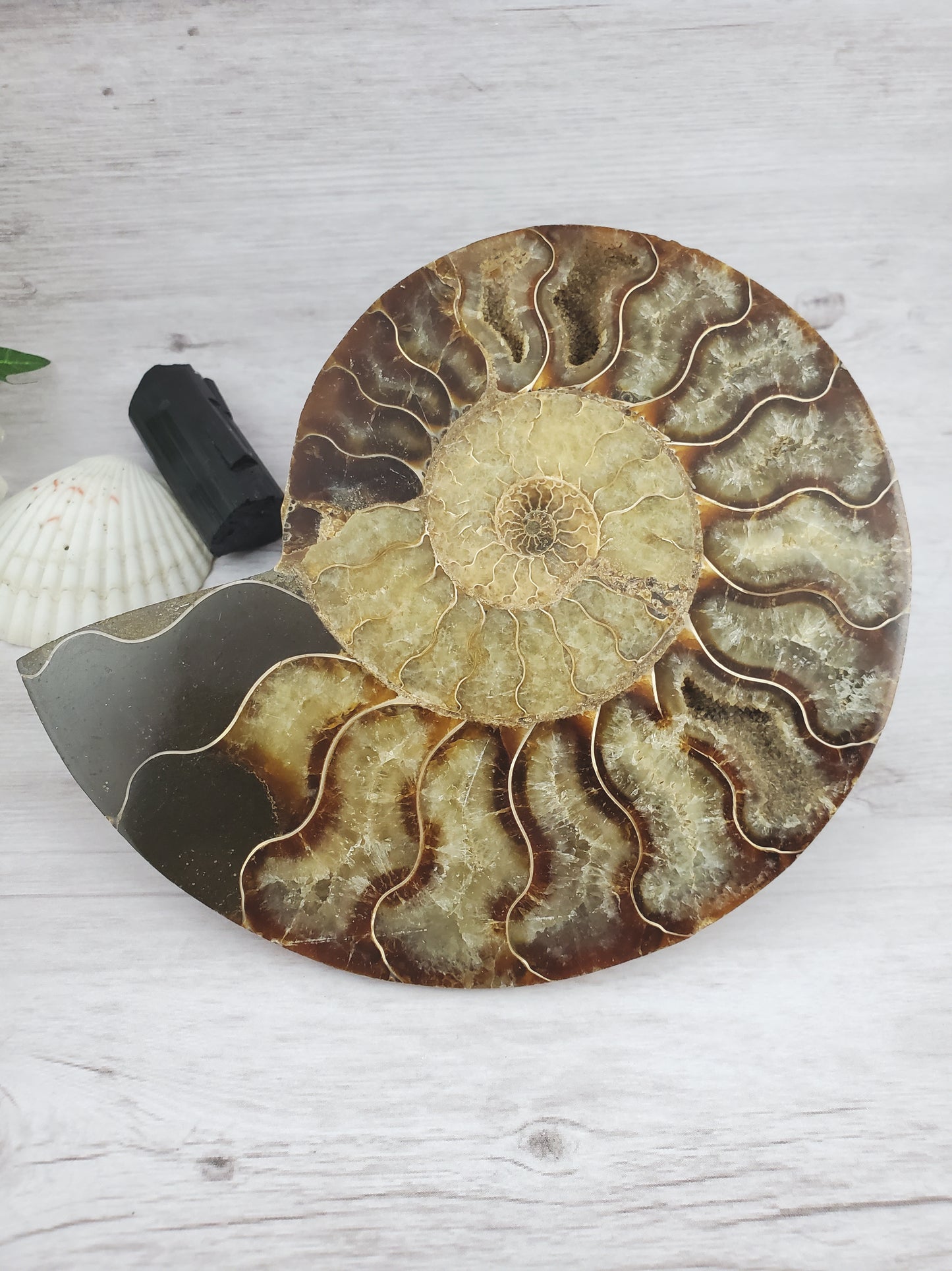 Parrot Ammonite Fossil Full of Quartz