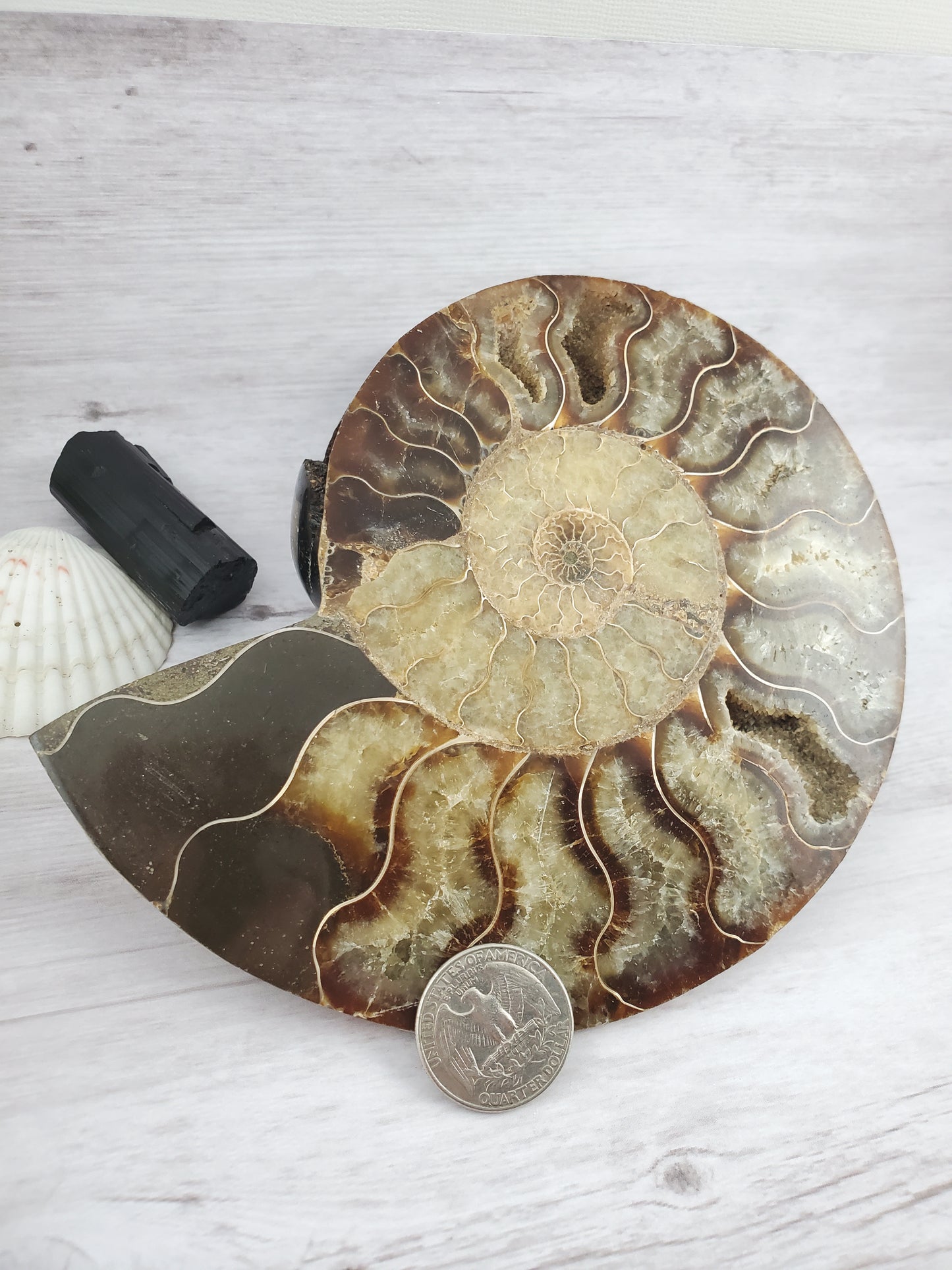 Parrot Ammonite Fossil Full of Quartz