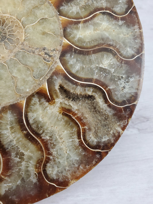 Parrot Ammonite Fossil Full of Quartz