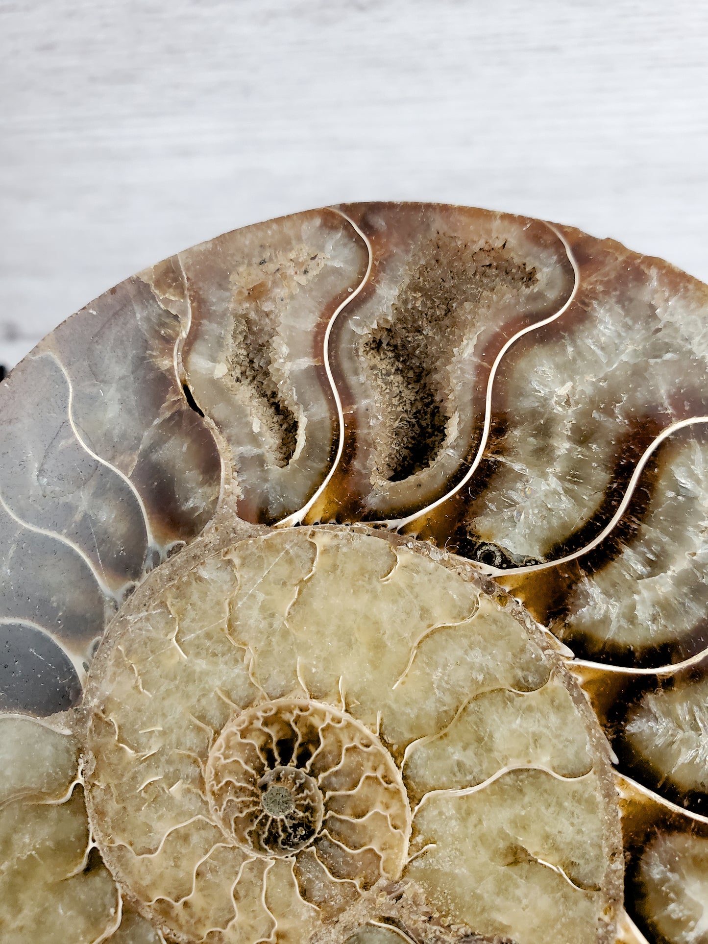 Parrot Ammonite Fossil Full of Quartz