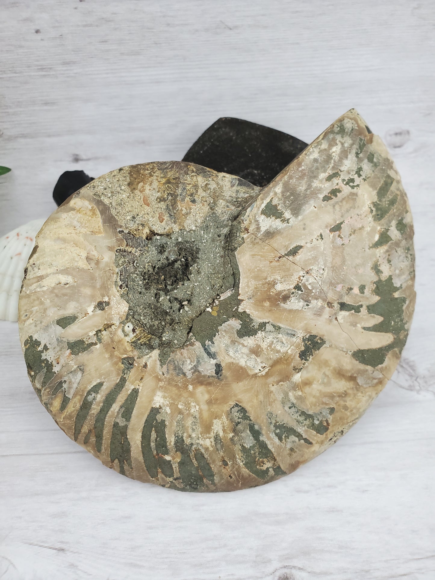 Parrot Ammonite Fossil Full of Quartz