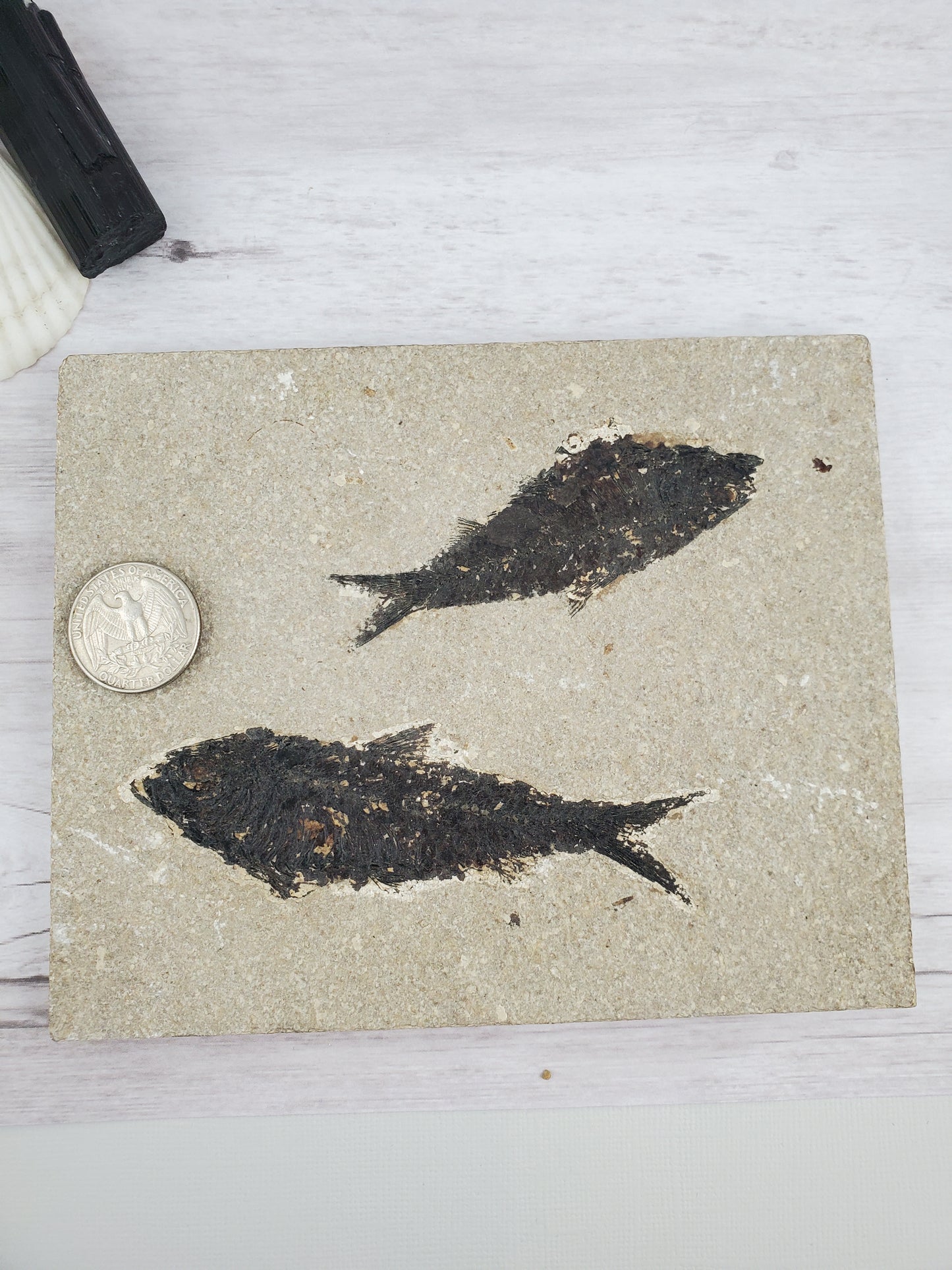 Double Fossilized Fish on Shale Tablet Pisces