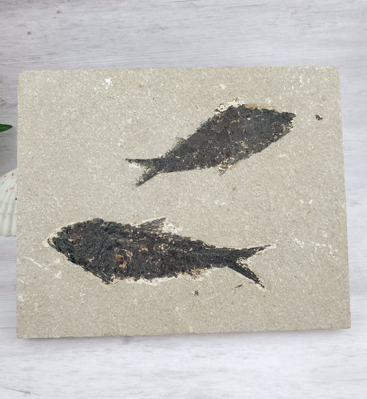 Double Fossilized Fish on Shale Tablet Pisces