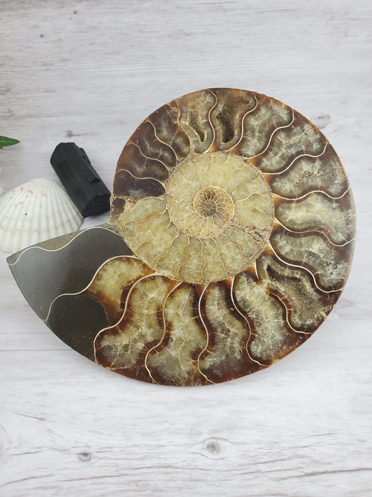 Parrot Ammonite Fossil Full of Quartz
